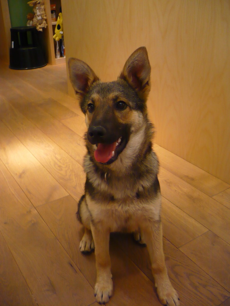 Sugar k adopci