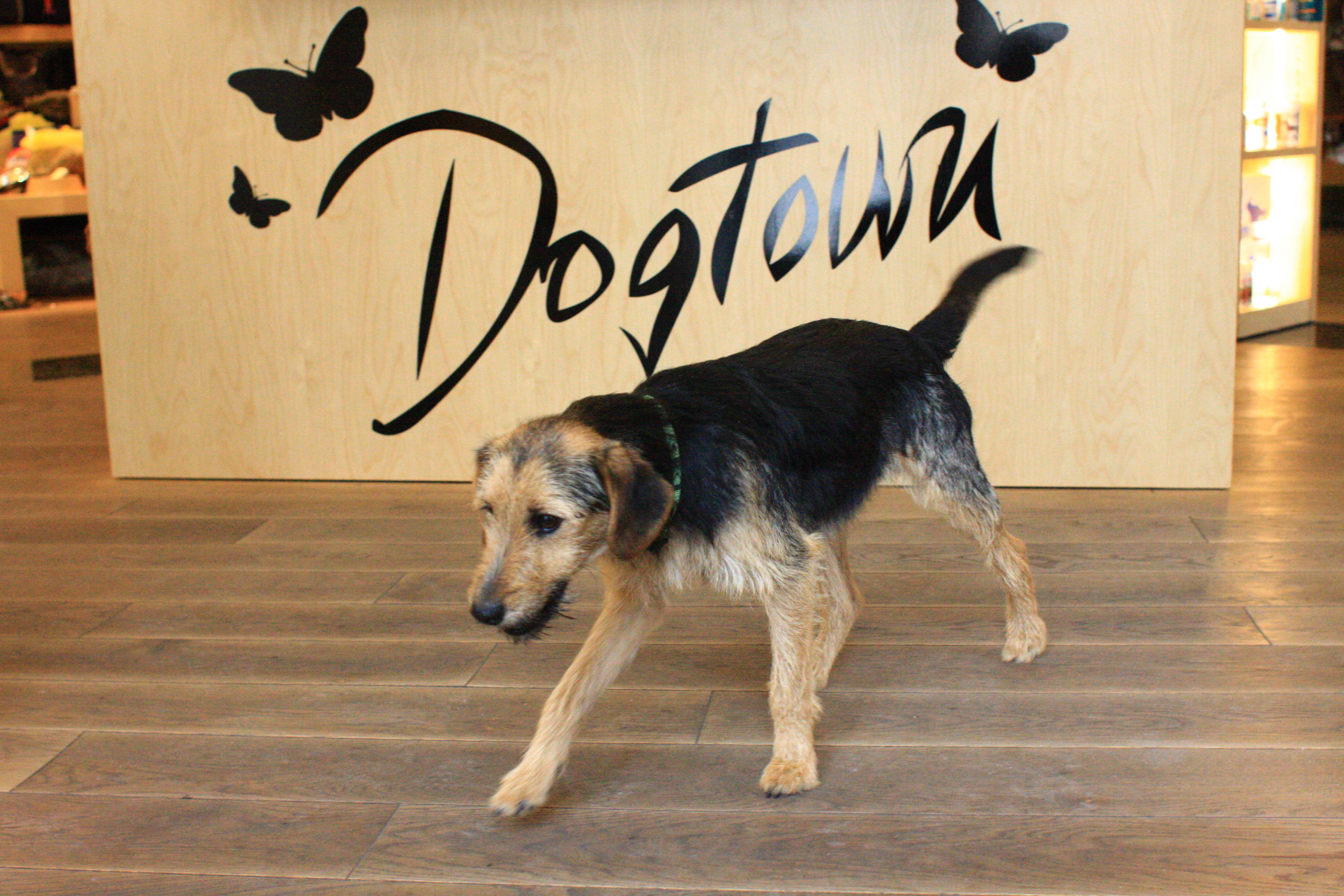 Dogtown