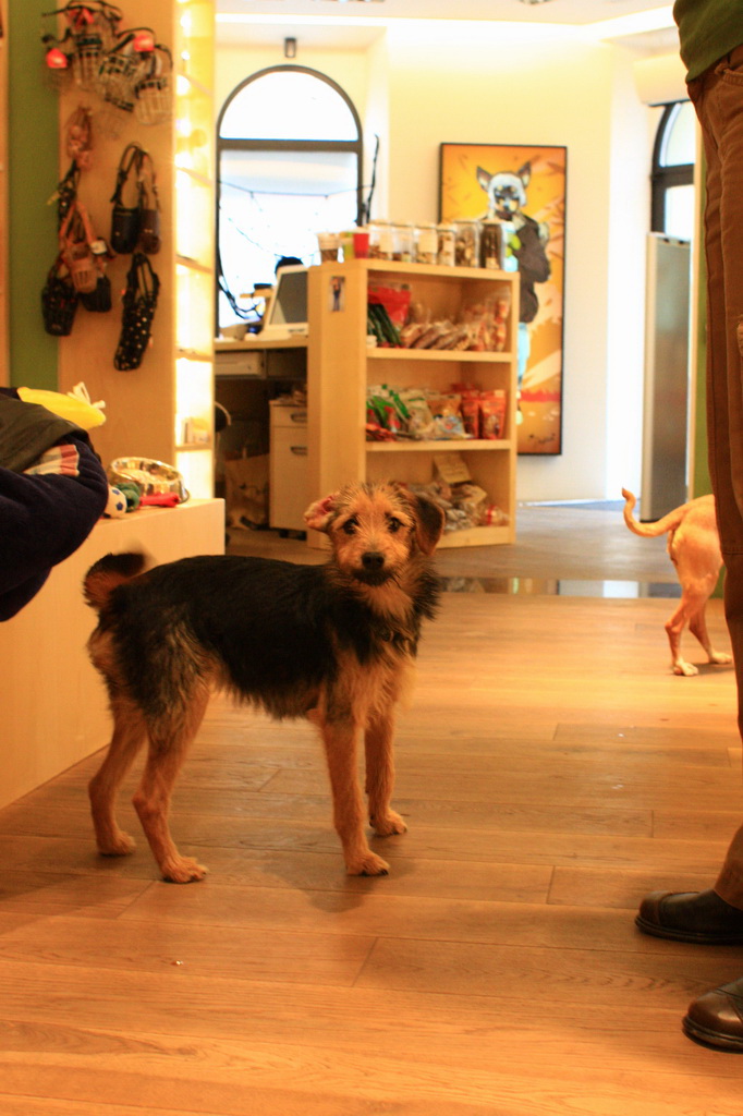 Dogtown