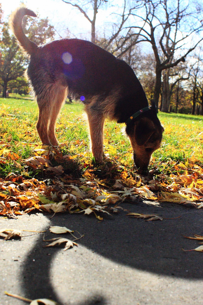 Dogtown
