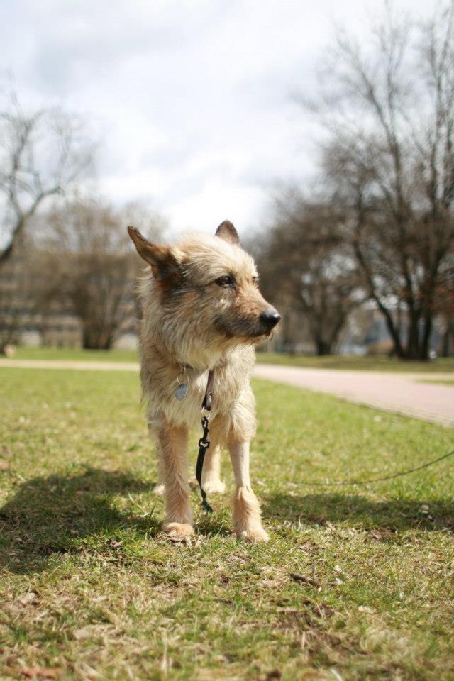 Ája